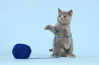 British Shorthair Kitten