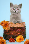 British Shorthair Kitten