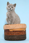 British Shorthair Kitten
