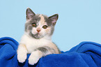 British Shorthair Kitten