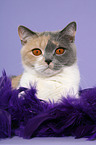 British Shorthair Portrait