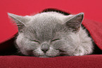 sleeping British Shorthair Kitten