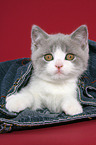 British Shorthair Kitten