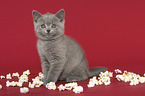 British Shorthair Kitten