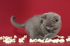 British Shorthair Kitten