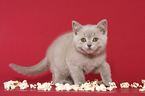 British Shorthair Kitten