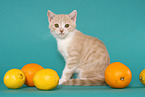 British Shorthair Kitten