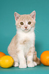 British Shorthair Kitten