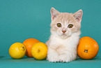 British Shorthair Kitten