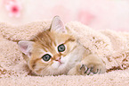 lying British Shorthair Kitten