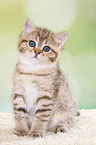 sitting British Shorthair Kitten