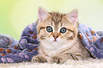 lying British Shorthair Kitten