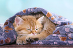 sleeping British Shorthair Kitten