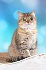 sitting British Shorthair