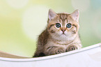 lying British Shorthair Kitten