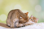 British Shorthair cat with kitten