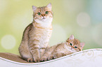 British Shorthair cat with kitten