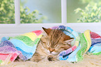 sleeping British Shorthair Kitten