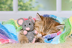 sleeping British Shorthair Kitten