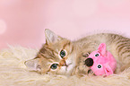 British Shorthair Kitten