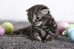 2 weeks old british shorthair kitten