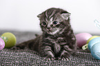 2 weeks old british shorthair kitten