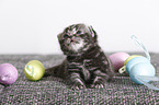 2 weeks old british shorthair kitten