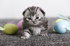 2 weeks old british shorthair kitten