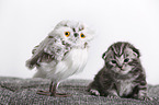 2 weeks old british shorthair kitten