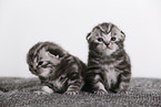 2 weeks old british shorthair kittens