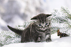 British Shorthair Kitten in winter