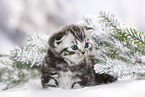 British Shorthair Kitten in winter