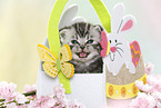 British Shorthair Kitten at easter