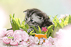 British Shorthair Kitten at easter