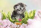 British Shorthair Kitten at easter
