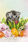 British Shorthair Kitten at easter