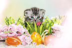 British Shorthair Kitten at easter