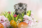 British Shorthair Kitten at easter