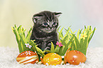 British Shorthair Kitten at easter