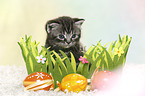 British Shorthair Kitten at easter