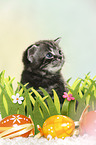 British Shorthair Kitten at easter