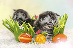 British Shorthair Kitten at easter