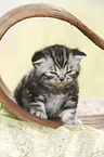 British Shorthair Kitten