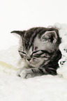 British Shorthair Kitten