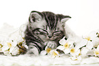 British Shorthair Kitten