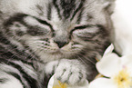 British Shorthair Kitten