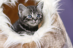 British Shorthair Kitten