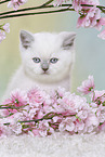 British Shorthair Kitten