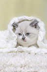 British Shorthair Kitten