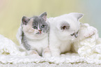 British Shorthair Kitten